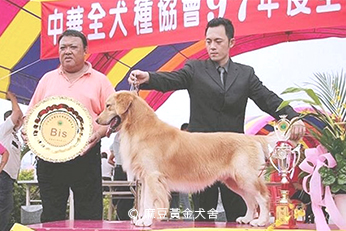 2008麻豆黃金犬舍