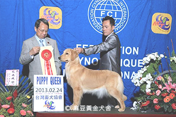 2013麻豆黃金犬舍