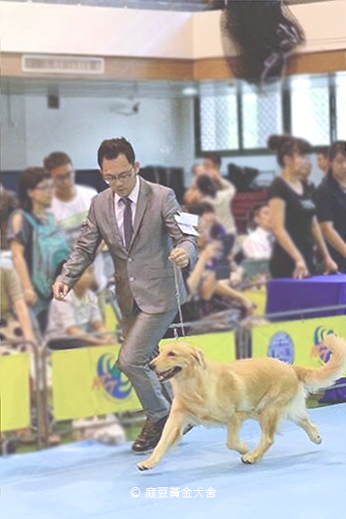 2014麻豆黃金犬舍